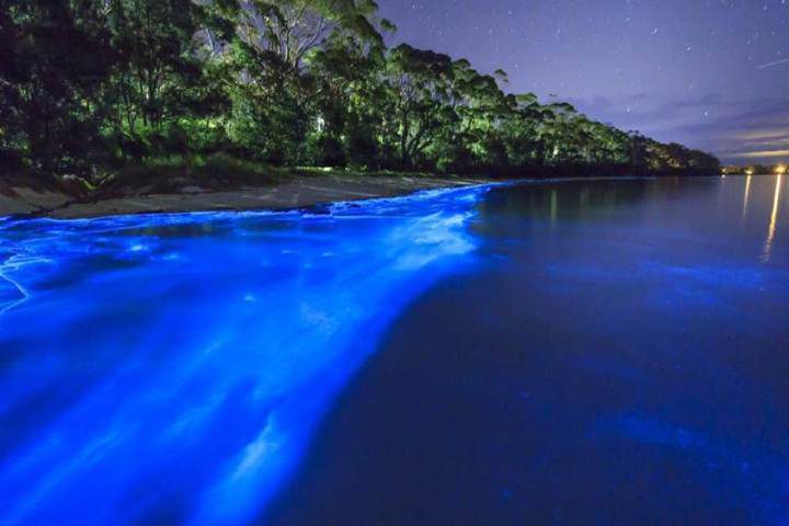 Bioluminiscencia en Chacahua. Foto El Souvenir Bioluminiscencia en Chacahua. Foto El Souvenir