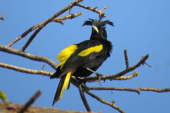 Cacique mexicano en Chacahua. Foto: Ebird Cacique mexicano en Chacahua. Foto: Ebird