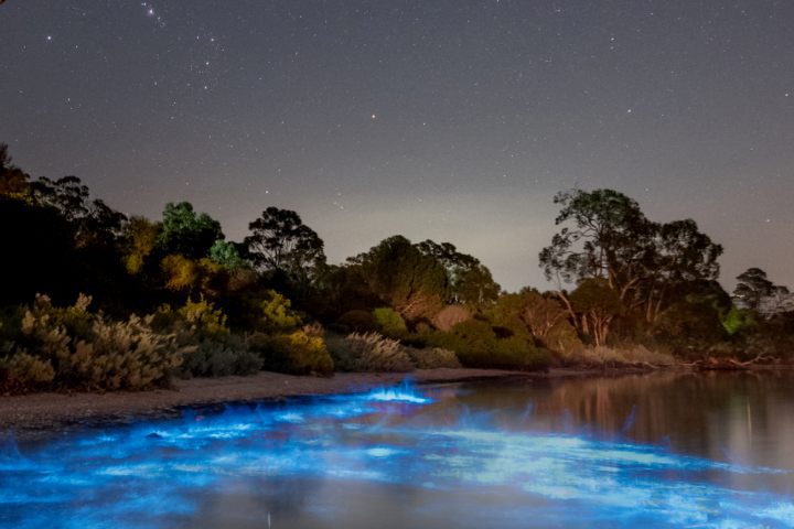 Bioluminiscencia en Lagunas de Chacahua Foto JT ASTK Bioluminiscencia en Lagunas de Chacahua Foto JT ASTK