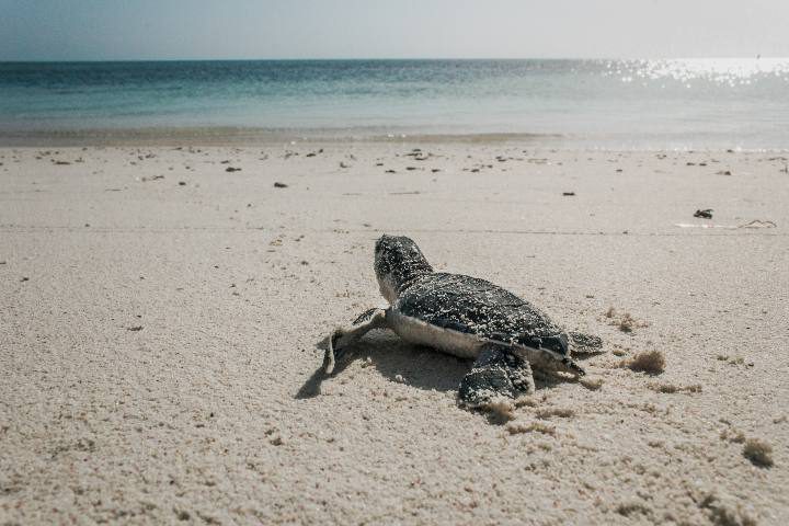 Tortuga en lagunas de Chacahua. Foto: JT ASTK Tortuga en lagunas de Chacahua. Foto: JT ASTK