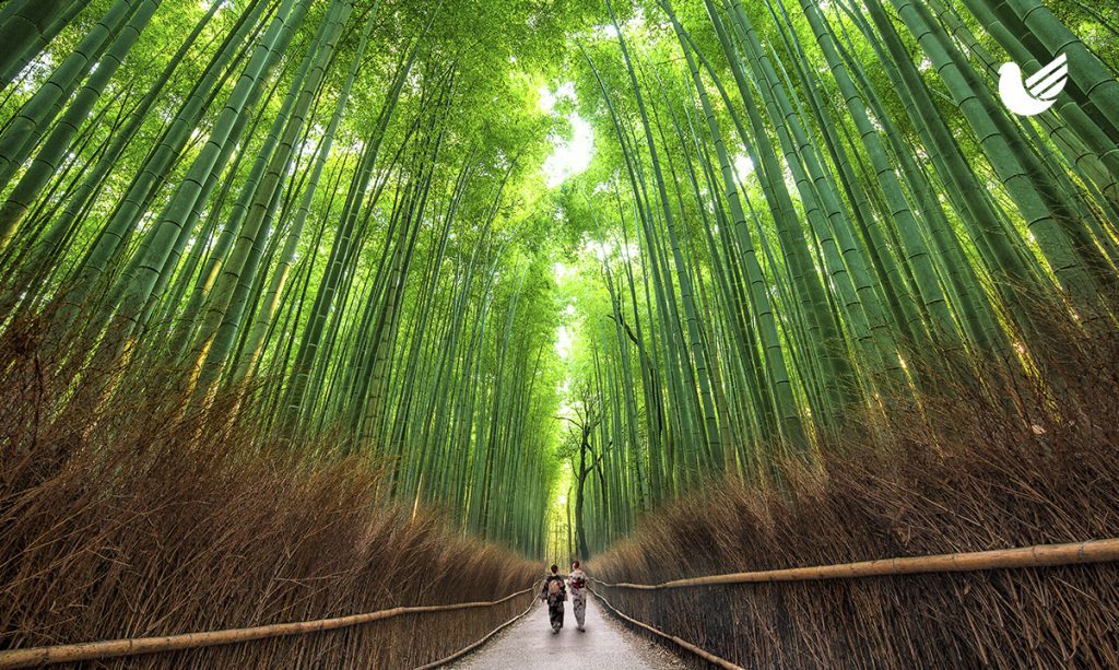 2.1 Bosque de Bambú