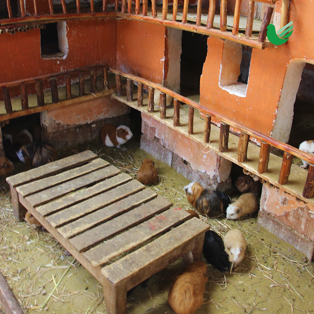 DESCUBRIENDO PERÚ | D-4 | Cusco