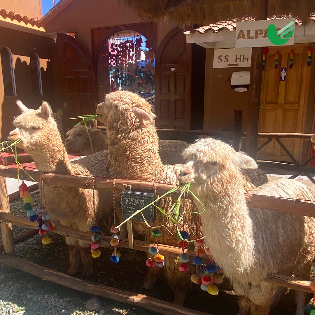 CHINCHERO 