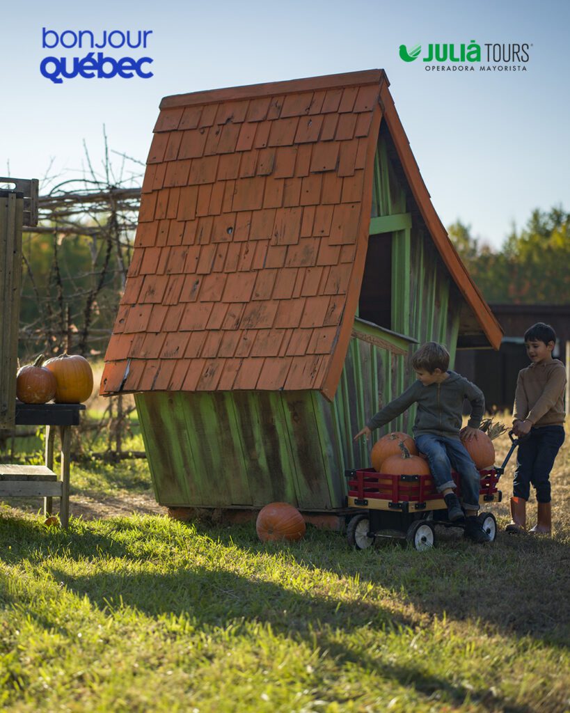 Cosecha de Calabazas