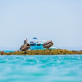 Pelicanos en Isla Espíritu Santo